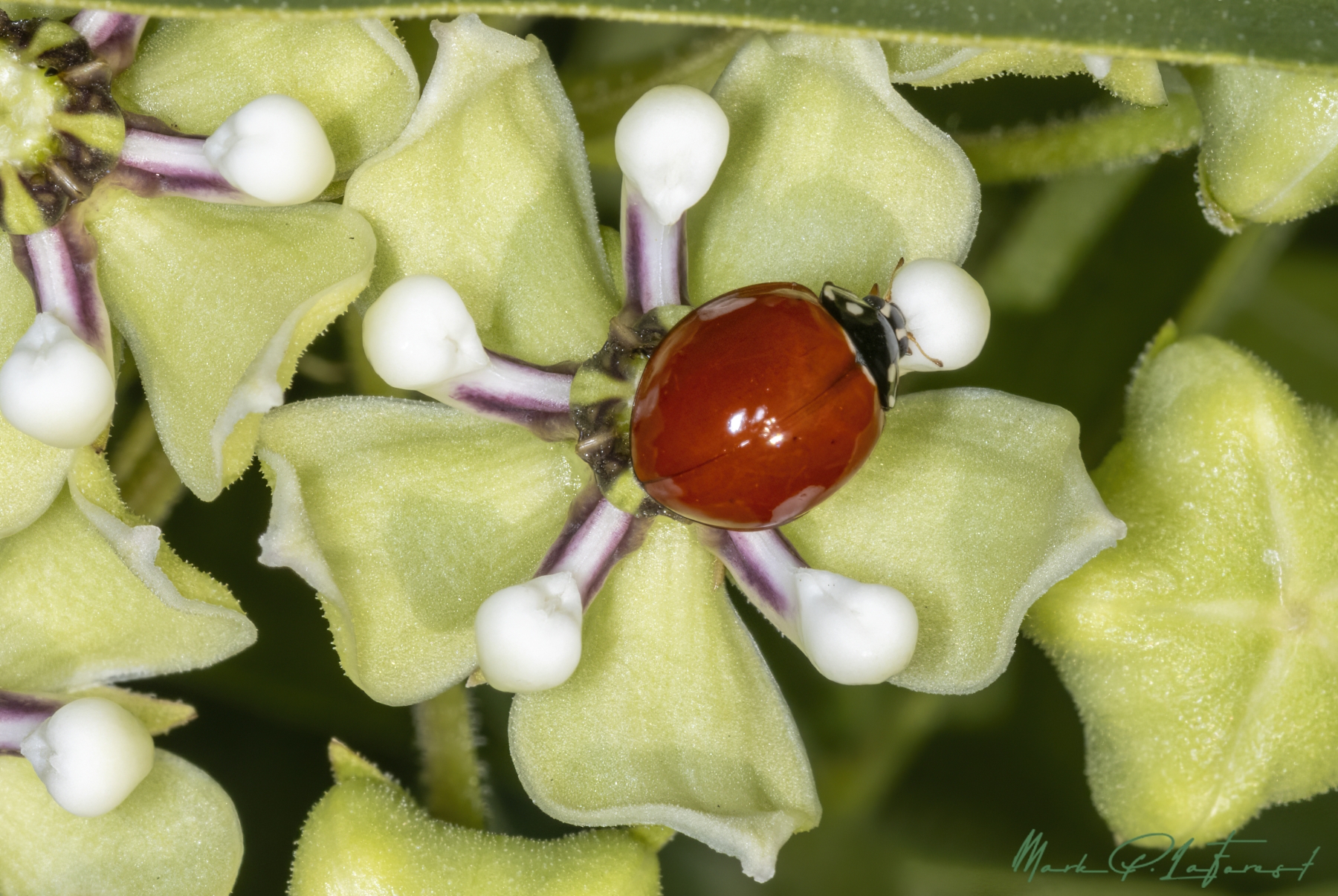 /gallery/north_america/USA/Texas/austin/Ladybug on Milkweed 2024-001_med.jpg